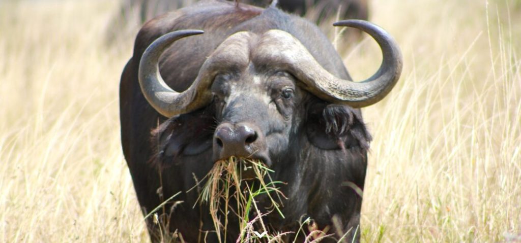 Tanzanian buffalo