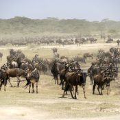 Serengeti National Park, Tanzania’s main attraction