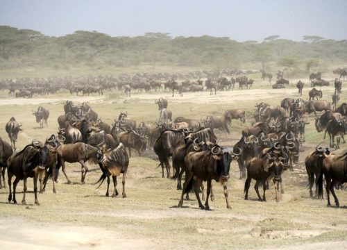 The Serengeti National Park, Tanzania’s top attraction