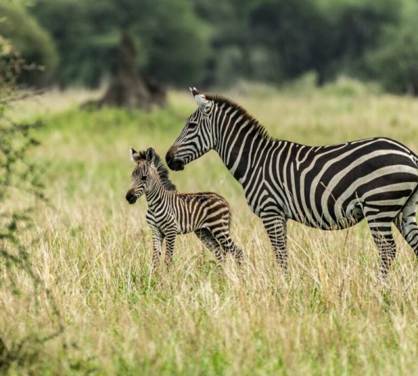 Nationalpark Tarangire