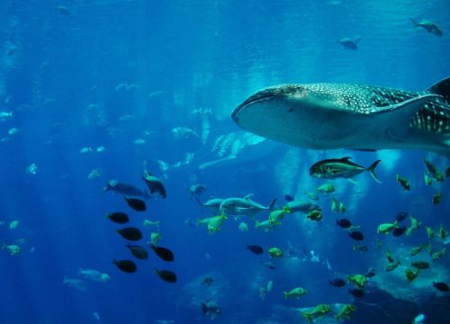 Swim with whale sharks!