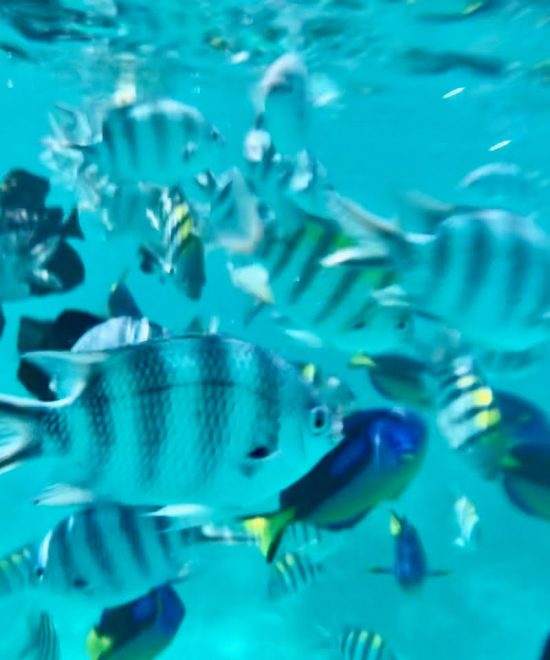 Plongee zanzibar
