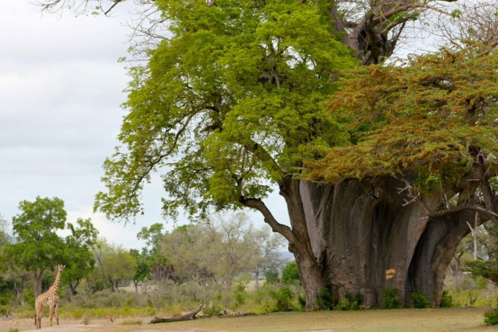 safari-ruaha