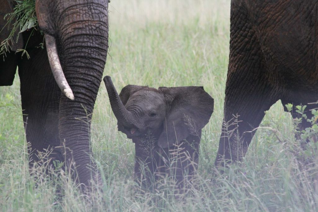 selous-safari