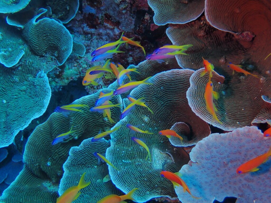 Snorkelling Zanzibar