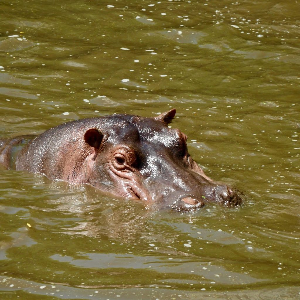 Hippopotamus at Lake Manyara