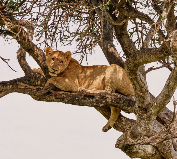 Manyara 1 2 1