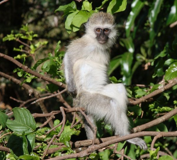 Manyara 13