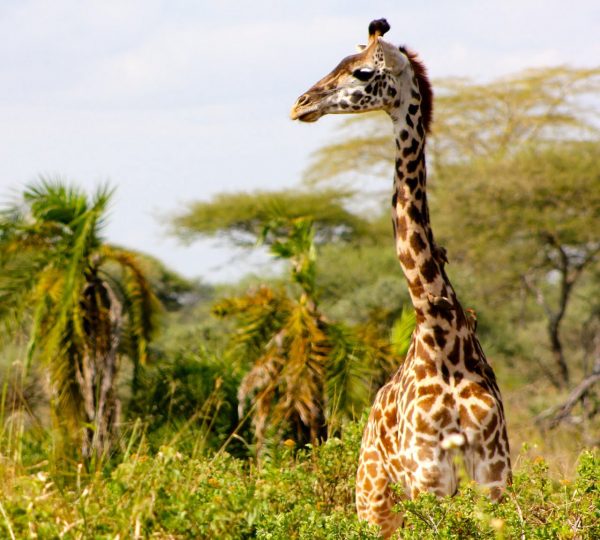Manyara 9