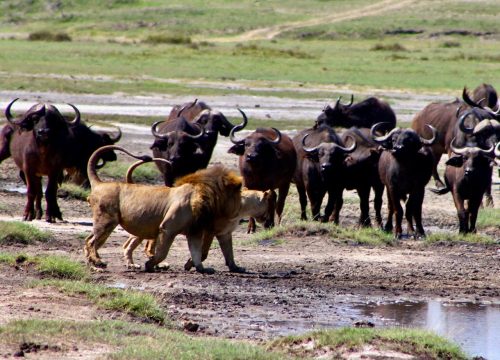 Ndutu