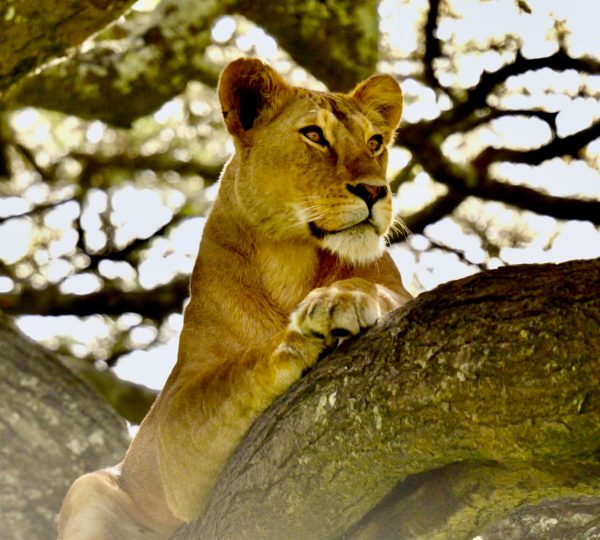 Parc manyara 1
