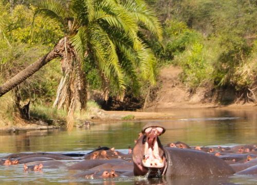 Selous Safari 3 Days