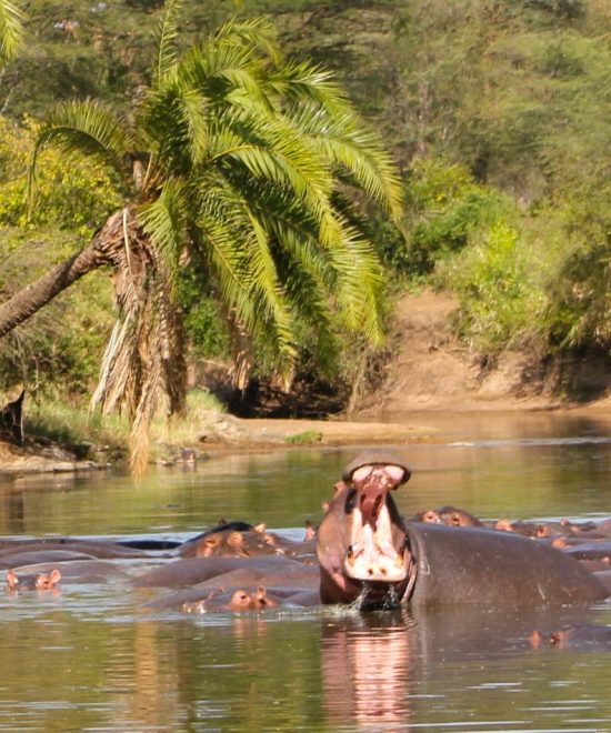 Selous Safari 3 Days