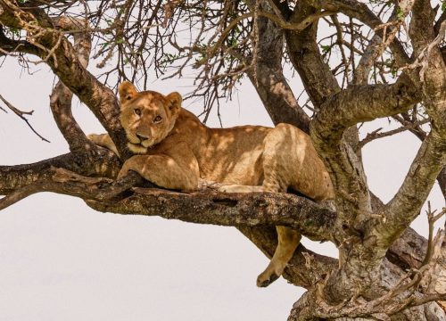 Safari Karibuni 4 days