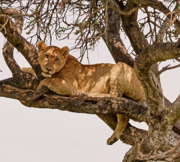 Manyara lionne 1 1 e1695584575134 1