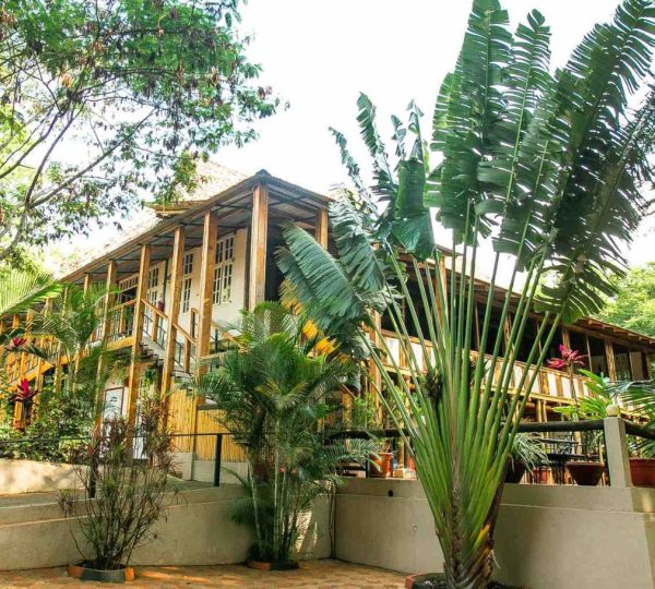 lush vegetation