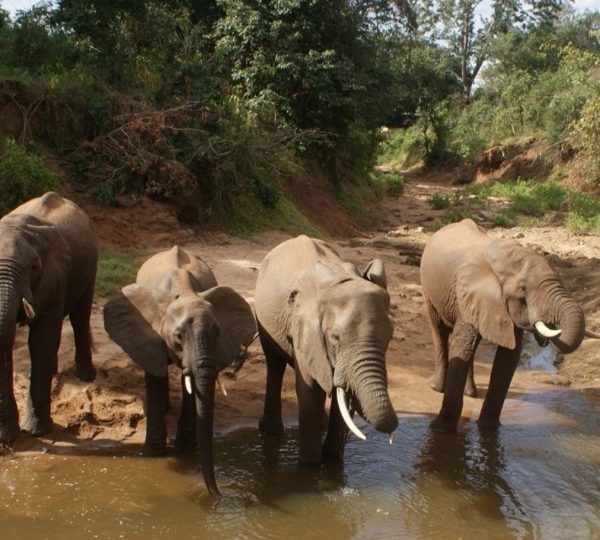Elephants