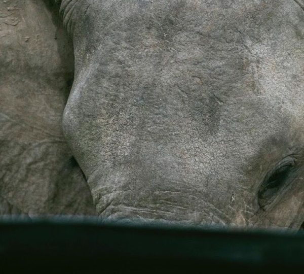 Elephant safari