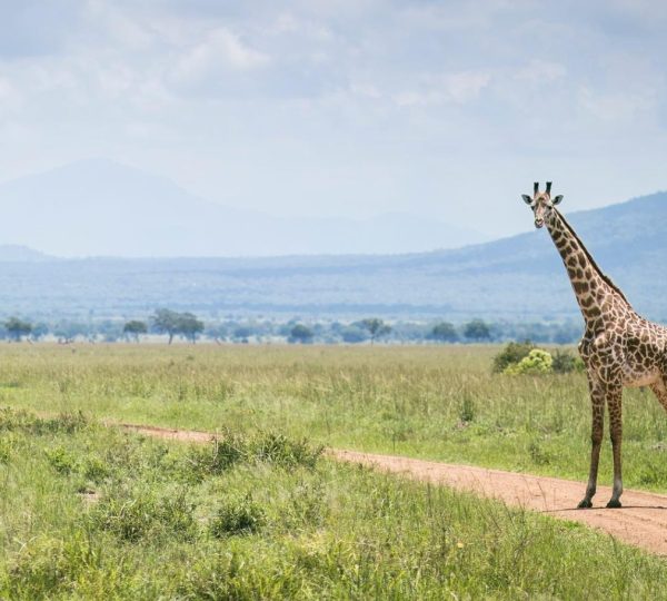 Safari girafe