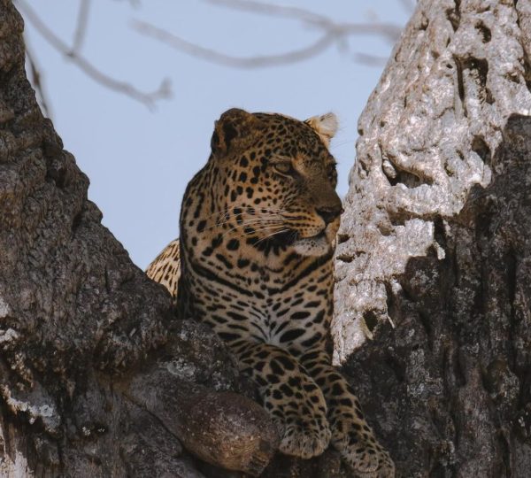Cheetah safari