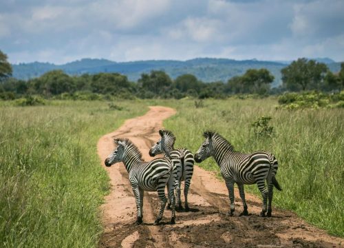 Group Safari Karibuni