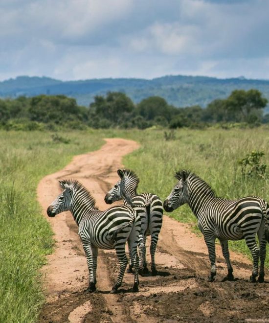 Group Safari Karibuni