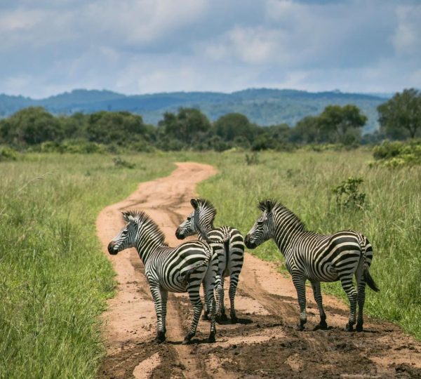 Zebra safari