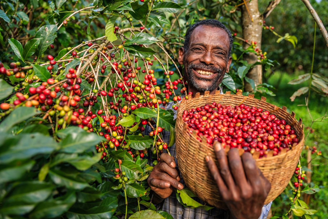 Coffee plantation