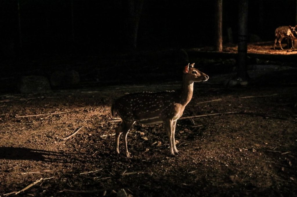 night safari