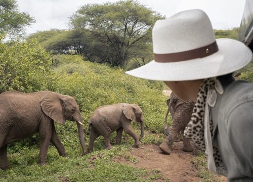 Animals to observe on a safari in Tanzania – The Big Five