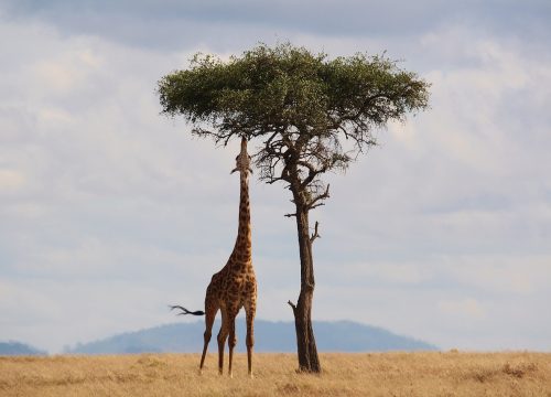 Discover the giraffe: majestic long-necked mammal of the African savanna