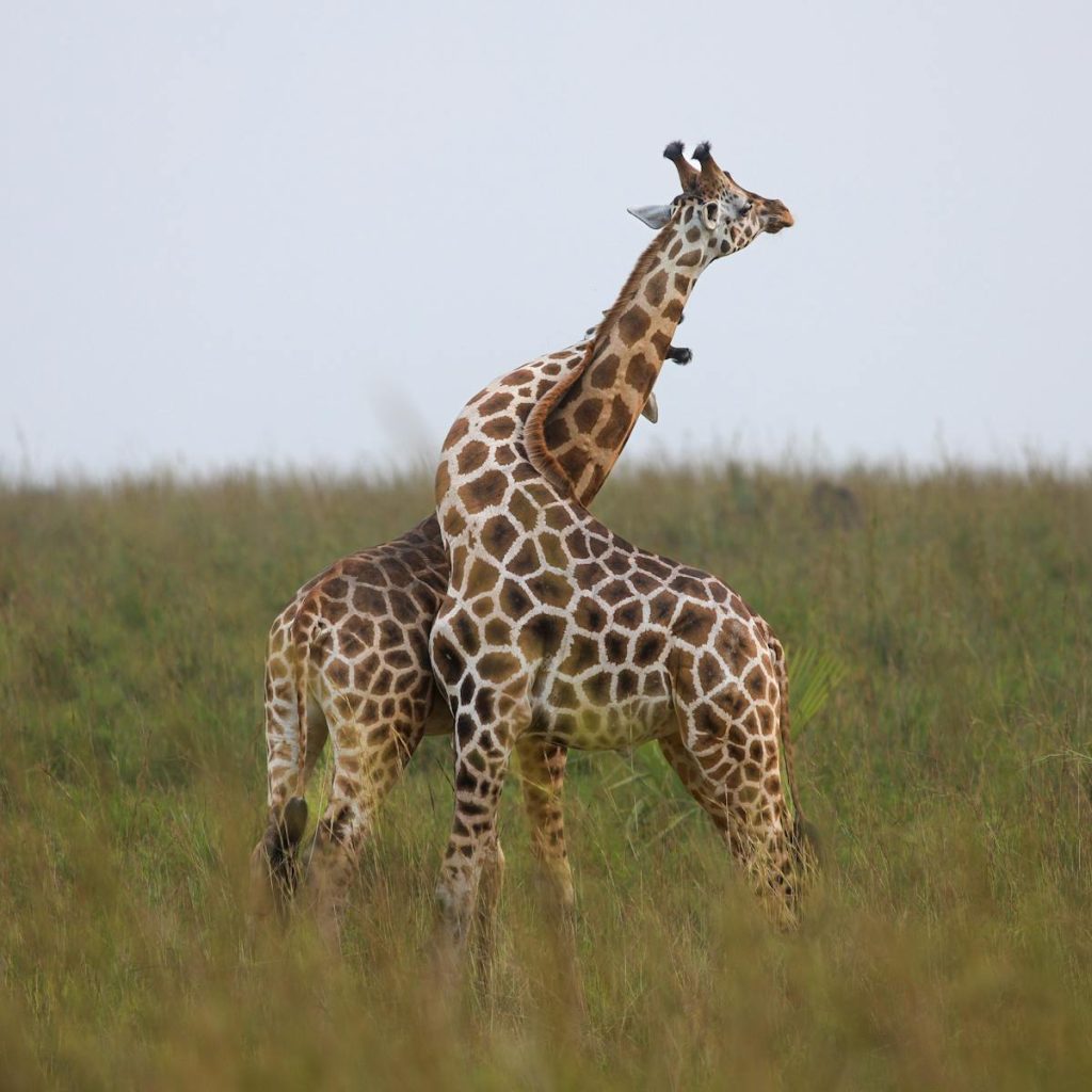Giraffes