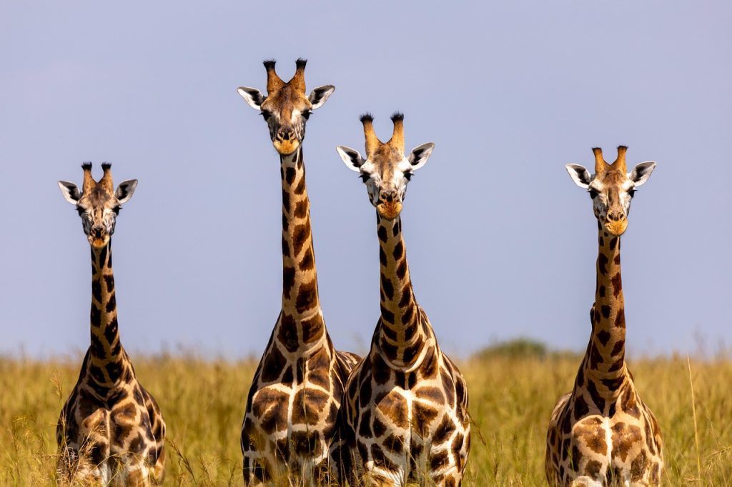 Giraffe family