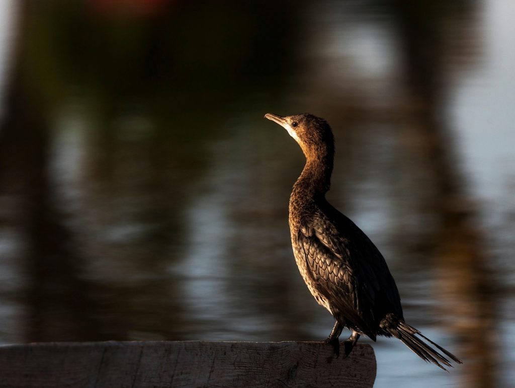 cormorant, nature, ornithology