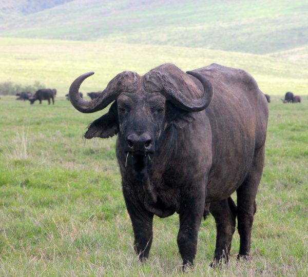 The buffalo in Serengeti National Park