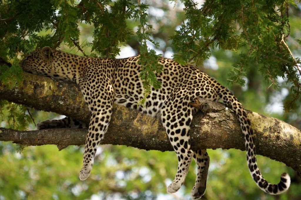 Leopard Serengeti