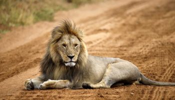 Tanzanian Spirit Group Safari