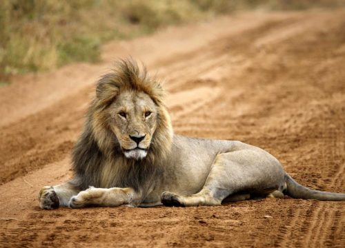 Tanzanian Spirit Group Safari