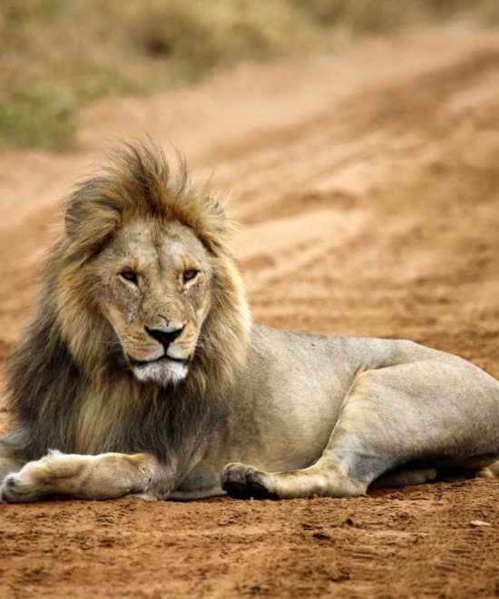 Tanzanian Spirit Group Safari
