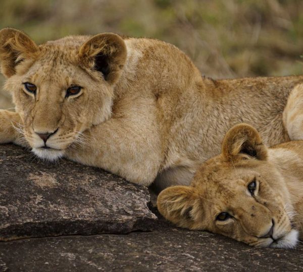Lionne