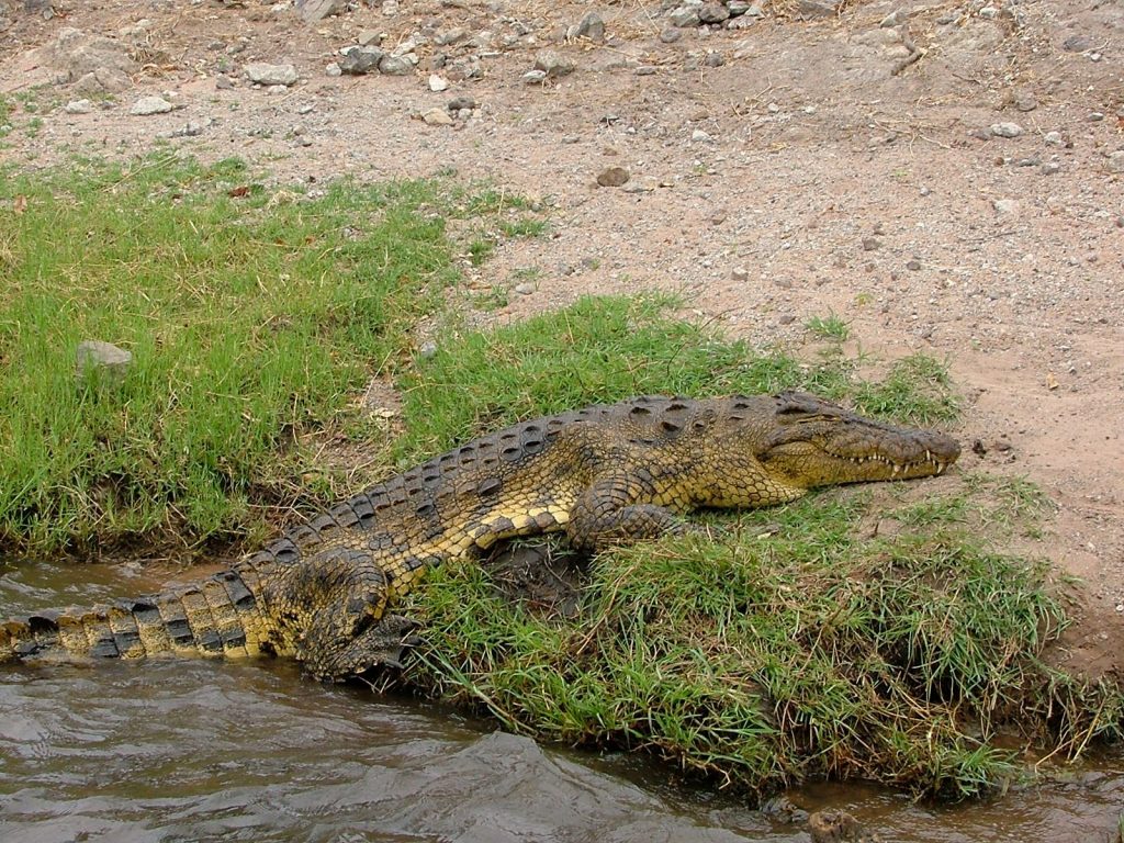 Serengeti Crocodile