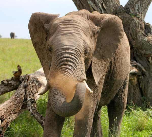The elephant in Serengeti National Park
