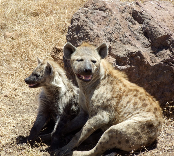 The hyena in Serengeti National Park