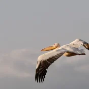 Birds in Tanzania