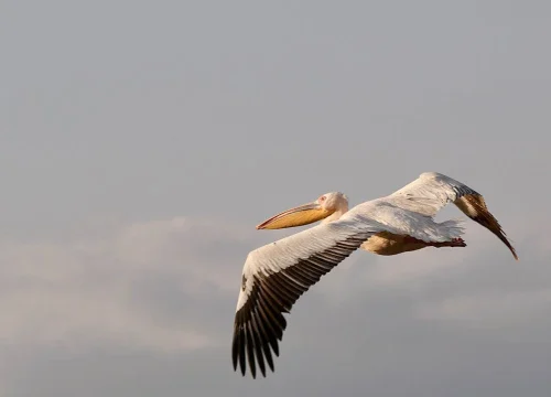 African Birds in Tanzania