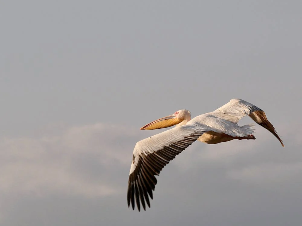 Birds in Tanzania