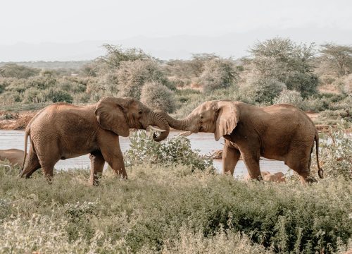 Safari Karibuni 5 days