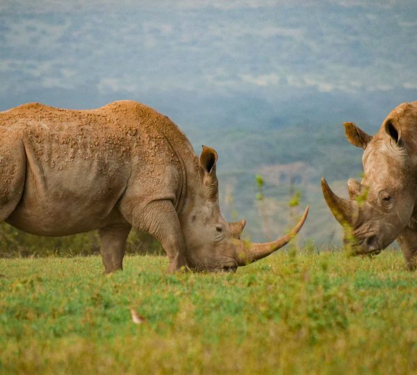 The rhinoceros in Serengeti National Park