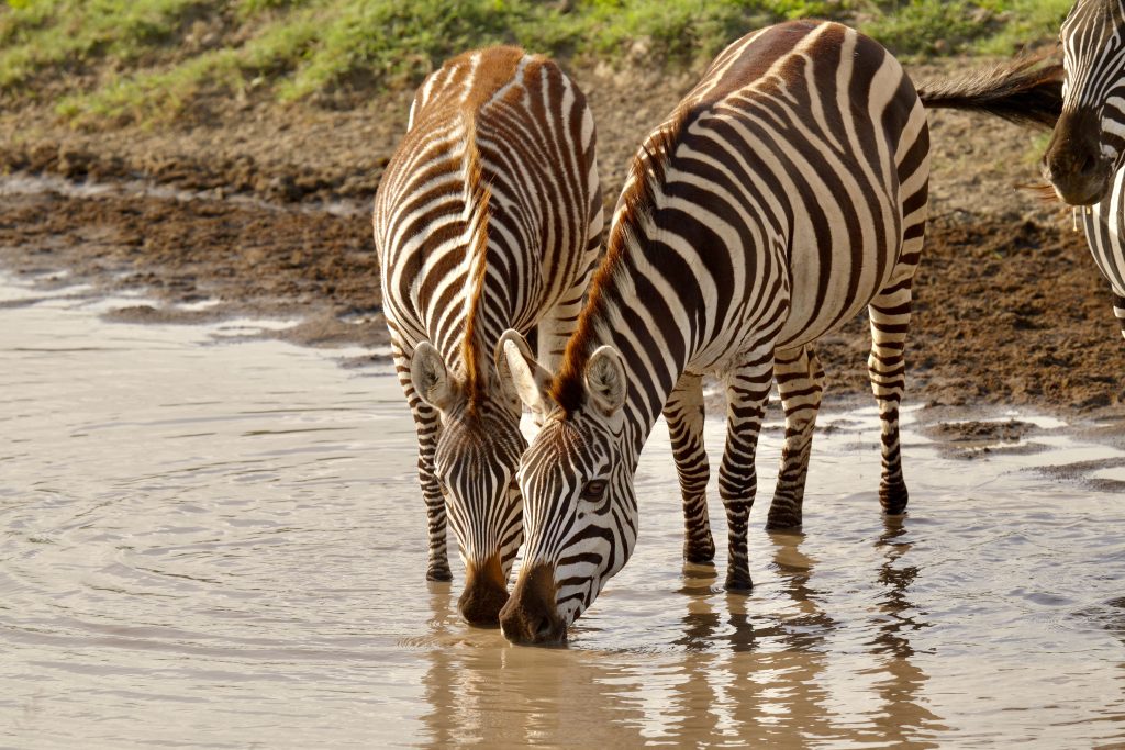 Serengeti Zebras