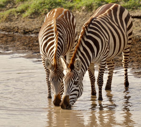 Zebras of the Serengeti
